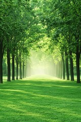 Obraz premium Serene sunlit path through a lush green forest of trees, creating a tranquil and peaceful atmosphere.