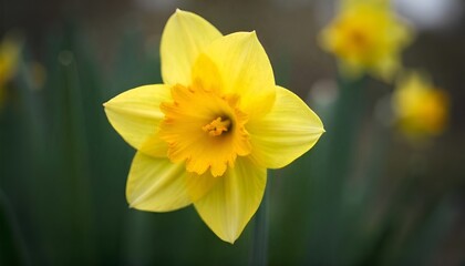 Fototapeta premium Daffodil photography 