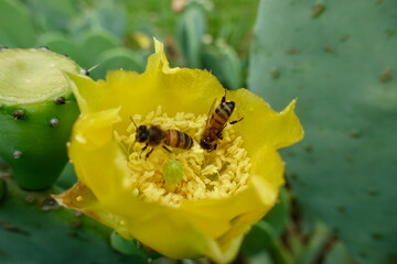 Western Honey Bee pollinating a Prickly Pear Cactus