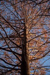 나무와 빛, 그리고 그림자