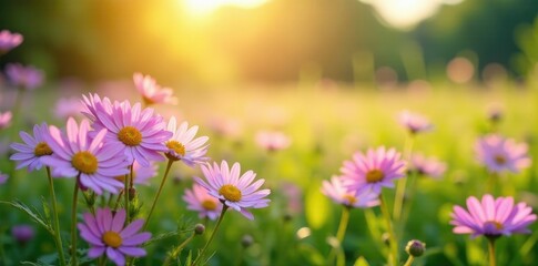 Fototapeta premium Full bloom of purple daisies in a sunny meadow, wildflowers,