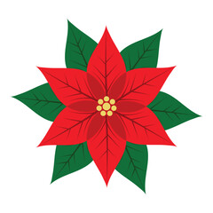Poinsettia Flower Isolated on White Background