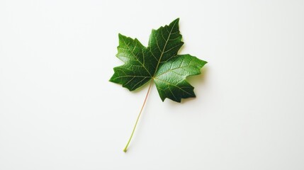 Fototapeta premium Single Green Leaf on White Background: A Study in Simplicity