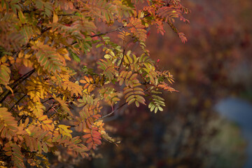 Autumn scenery in Lofoten Islands, Norway