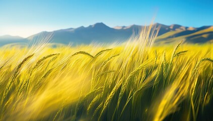 Obraz premium Golden Wheat Field Waves Gently in the Breeze Against Mountain Backdrop at Sunset
