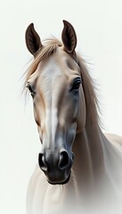 Obraz premium Close Up Of A Majestic Horse On A White background, A Portrait Of The Head Of A Horse With Pastel Color Scheme, shiny, cream tan colored, With Brown Highlights, the horse face shows a detailed