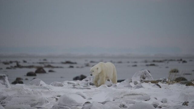 Polar bear in the Canadian Arctic walking along the Tundra waiting for the ice to freeze