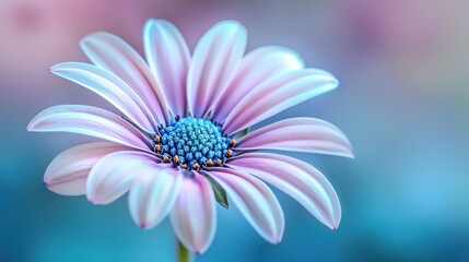 Fototapeta premium Pastel Pink Daisy Flower Close-Up Macro Photography