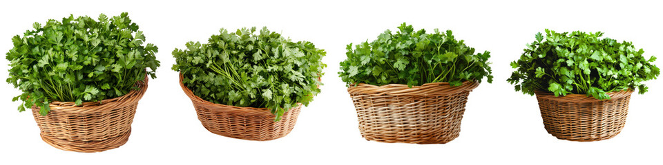 Naklejka premium Freshly Harvested Green Herbs in Wicker Baskets for Healthy Cooking Organic and natural herbs like parsley cilantro mint or other leafy greens displayed in rustic wicker containers