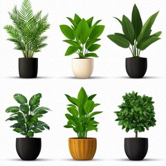 Fototapeta premium Diverse Indoor Plants in Stylish Pots for Contemporary Decor