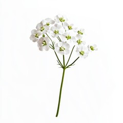 Delicate White Wildflower with Green Center on Soft White Background