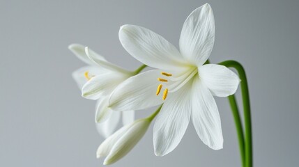 Fototapeta premium Elegant White Flowers: A Study in Serenity