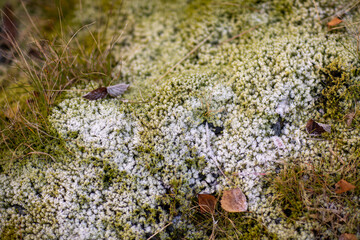 Moss in a park beside a national road in Norway in winter