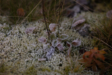 Moss in a park beside a national road in Norway in winter