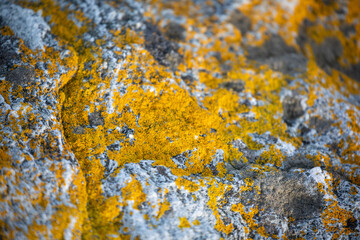 Moss in a park beside a national road in Norway in winter