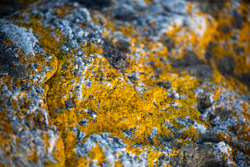 Moss in a park beside a national road in Norway in winter