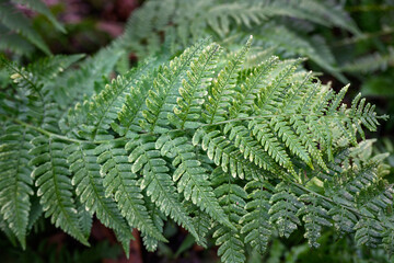 Green patterned and textured nature background of fern fronds crossed in a woodland winter garden
