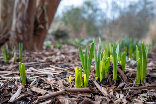 Early signs of spring in a winter garden, fresh green shoots of daffodil leaves beginning to emerge from the dirt and mulch, as a nature background
