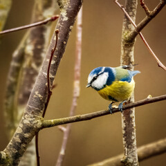 Blue Titis at Hauxley, Northumberland