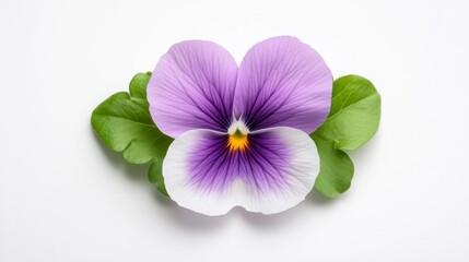Fototapeta premium Beautiful violet pansy flower isolated on white background. Generative AI