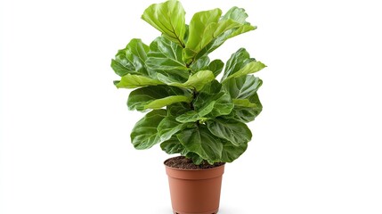 Obraz premium Fiddle Leaf Fig Plant in Pot on White Background, Natural Home Interior Decoration