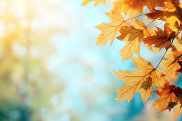 Autumn leaves with warm golden sunlight and bokeh background