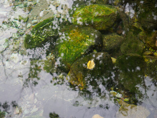 Natural mineral water source in the forest