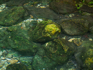Natural mineral water source in the forest