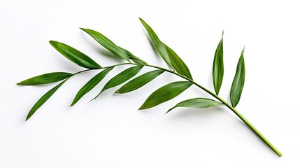 Green palm leaf on white background. Tropical botanical mockup for decorations