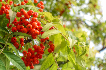 赤い実を付けたナナカマドの木-Nanakamado tree with red berries-