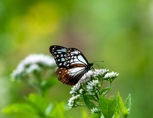 高原のアサギマダラ