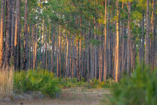 A pine flatwoods habitat in Big Slough Preserve, Florida, at the end of the day
