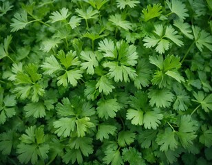 Close-up of green parsley leaves. Fresh parsley or cilantro bush.