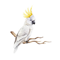 Sulphur-crested cockatoo realistic watercolor illustration. Hand drawn Cacatua galerita Australia native wildlife bird. Cute white cockatoo parrot with yellow crest on a branch. White background © anitapol