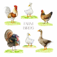 Farm birds on grassy ground watercolor illustration set. Hand drawn hen, duck, goose, turkey and rooster vintage style painted collection isolated on white background