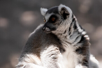 this is a close up of a ring tailed lemur