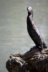 the little black cormorant is standing on driftwood