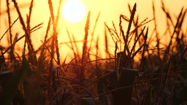 Slow-motion close-up of a corn plant sway gently in breeze as the morning with sun light, Handheld shots