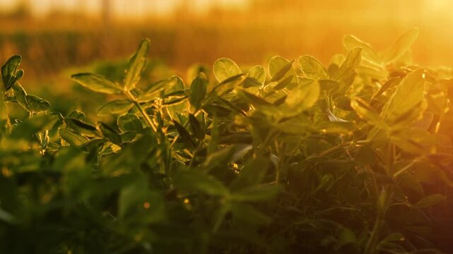 Slow-motion close-up of peanut pods in the soil on a farm, warm evening light.