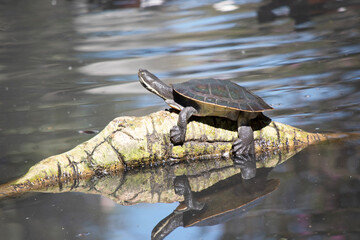 the Murray River short neck turtle has climbed on a log