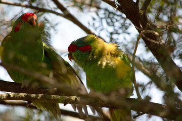 the musk lorikeets are preening each other