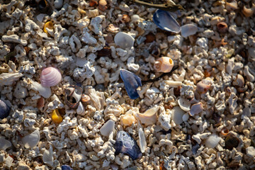 Conch shells on the beach in Lofoten Islands, Norway