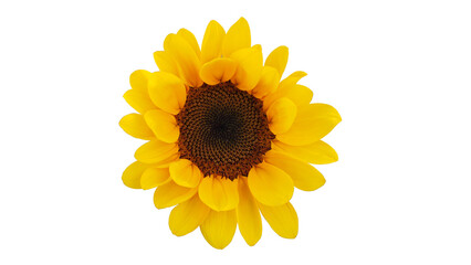 Fototapeta premium Sunny Delight: A vibrant sunflower, its petals radiating a cheerful yellow, boasts a rich dark brown center, capturing the essence of summer's warmth and joy. 