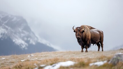 Lonely Bison Standing Majestically in a Foggy Mountain Landscape : Generative AI