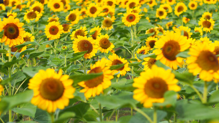 Fototapeta premium A vibrant expanse of sunflowers in full bloom, radiating warmth and energy, ideal for nature-themed designs or cheerful branding.