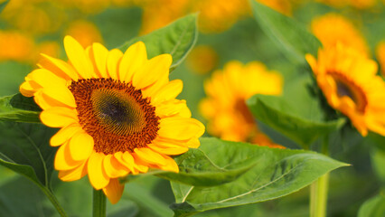 Obraz premium A radiant sunflower in sharp focus, its golden-yellow petals and rich brown center standing out against a soft, dreamy background of additional sunflowers and lush greenery.