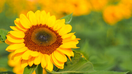 A vibrant sunflower takes center stage, its bold yellow petals illuminated by sunlight, with a soft, lush green and golden-yellow background fading into a dreamy bokeh.