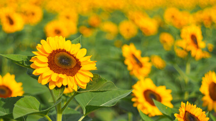Fototapeta premium A vibrant sunflower stands out in sharp focus, surrounded by a blurred field of blooms. The bright petals and vivid colors evoke a cheerful, sunny vibe