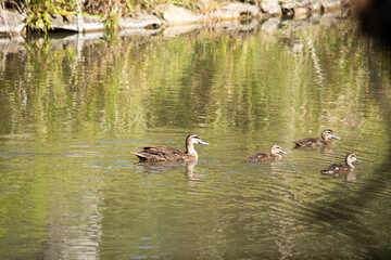 the Pacific black duck is swimming with her 3 ducklings