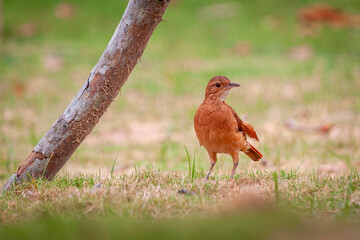 robin in the grass